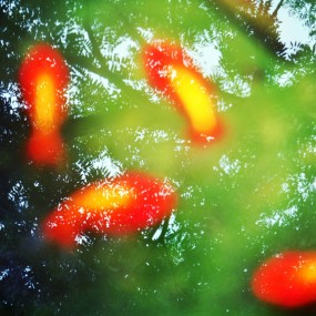 【槐树下的金鱼儿】