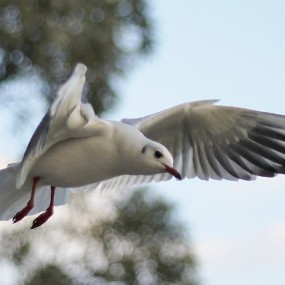 新手第一次发图望大虾们指正缺点！！！