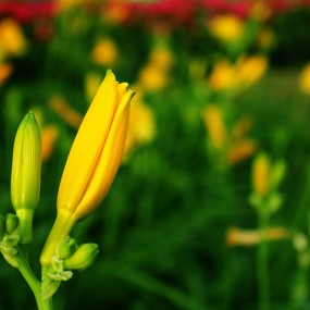 花花草草~求指点！！