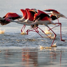 8月肯尼亚~尼泊尔~土耳其遍走世界各地