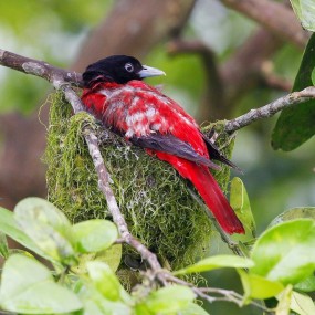 犊子情深——朱鹂