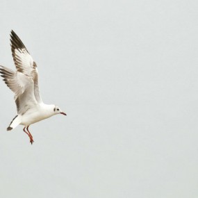 也学拍鸟--试发
