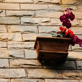 大年初一 植物园与芙蓉园灯会