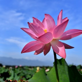 【习拍】映日荷花别样红