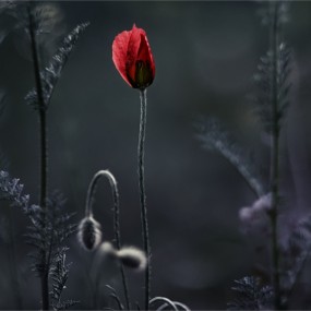 浑厚的花儿【exif】