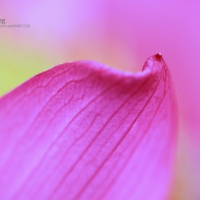 我爱荷-哲铭视角