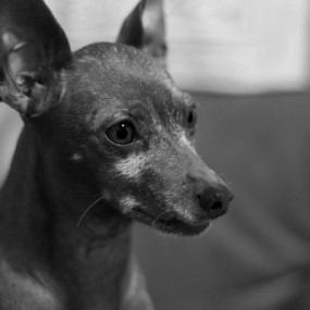 秀秀我家的小狗狗多比