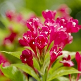 一簇柔条缀彩霞