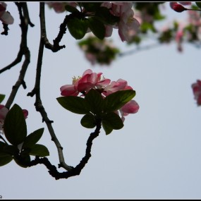 交大美女之外的——数“枝”春色~~~~