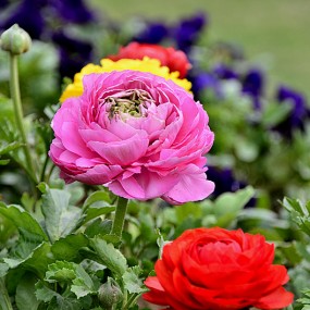 万像更新。花卉习作2012,3,29