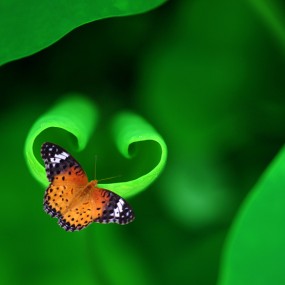 蝶绕花枝恋暖香