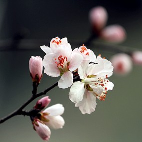 我家楼下杏花开了