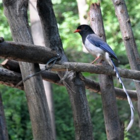 云丘山 红嘴蓝鹊