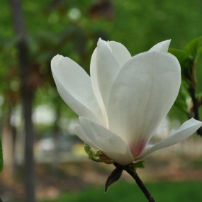 春满4月摄影习作之二------楼观台