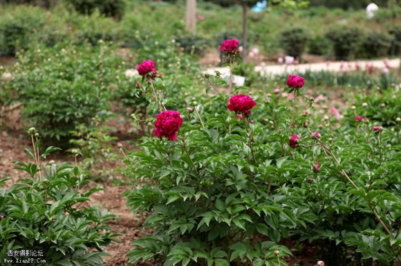 5.2植物园（三）