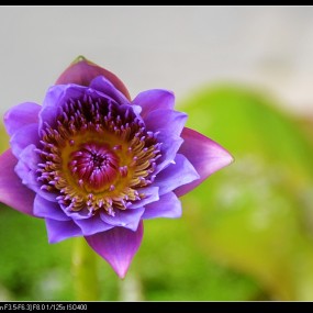 纯菜鸟级学单反，望大虾们多多指教！