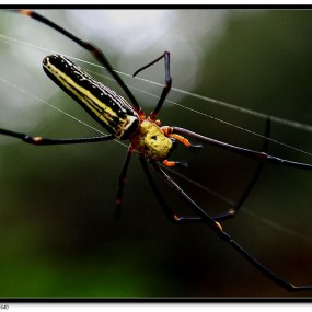 蜘蛛精是怎样炼成的！