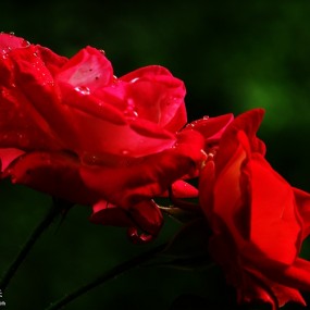 周末没好去处，小区花园拍花