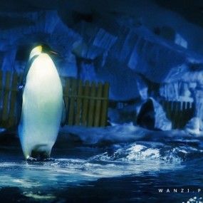 武汉极地海洋世界