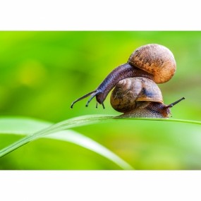蜗牛的简单生活