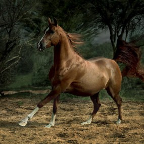 Wojtek Kwiatkowski 骏马