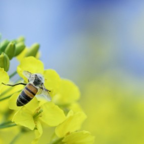 油菜花与蜜蜂的邂逅