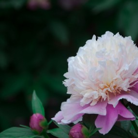 今日阶前红芍药，几花欲老几花新。