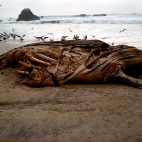 Suzy Poling 另类的摄影