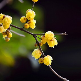 向师傅学习，拍了几张腊梅。献丑了