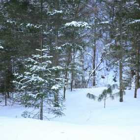 林海雪原（二）
