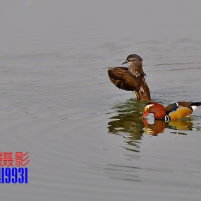 只羡鸳不羡仙，，，，，，， 鸳鸯戏水