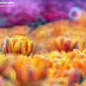 不負春風，開到荼蘼