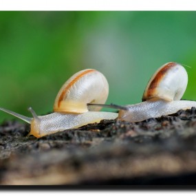 蜗牛 两幅