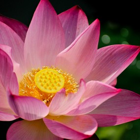 池中新荷别样红（一）