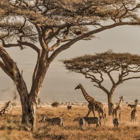 各种马各种牛，真牛！