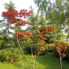 西安市城市运动公园之绿树草坪