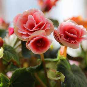 猴年吉祥  富贵花开