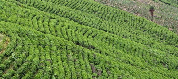 有茶树的风景