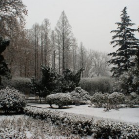 赏雪随拍