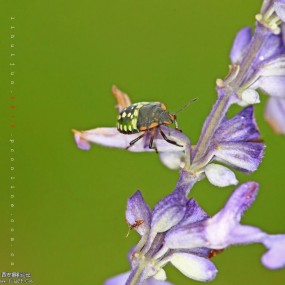 虫趣_航海王基德