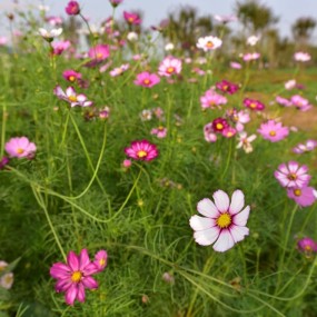 阔别论坛一年，再拍波斯菊