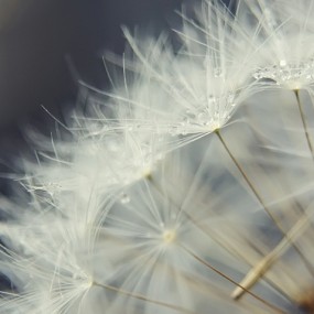 蒲公英[微距]