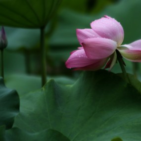 雨后荷花