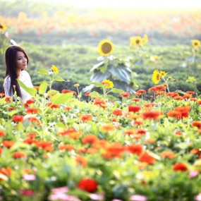 花儿为美丽而开