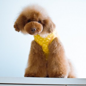 狗狗的青春纪念