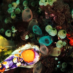 蓝碧海底微距世界（六）